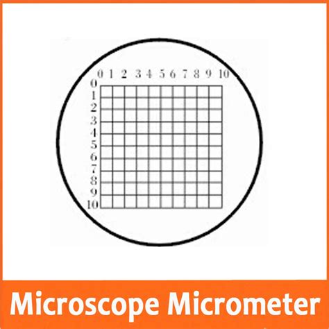 Image result for Microscope Slide with Scale