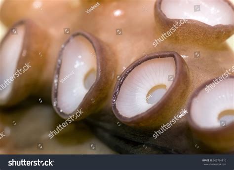 Tentacle Octopus Suckers Stock Photo 565794310 | Shutterstock