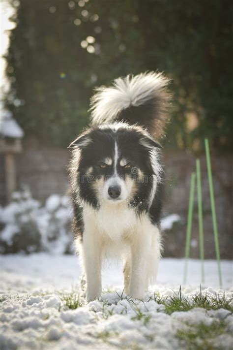 Image result for Boder Collie in the Snow