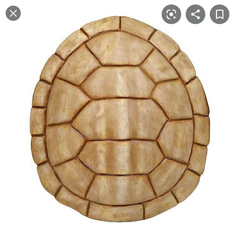 Image result for Snapping Turtle Shell Parts
