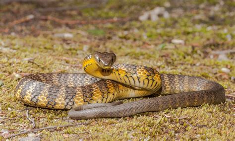 Image result for Tiger Snake