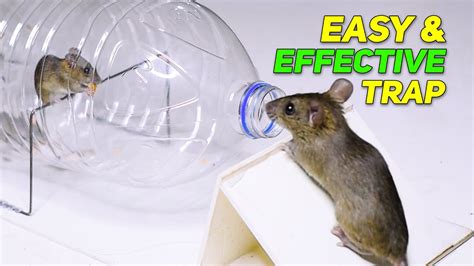 Cool Mouse Traps に対する画像結果