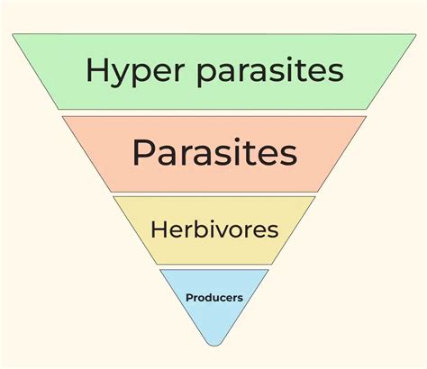 Image result for Number Pyramid Pattern
