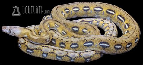 Image result for Fire Python Tiger