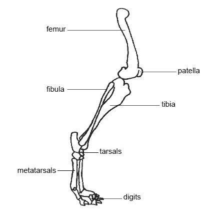 Image result for Hind Limb in Python