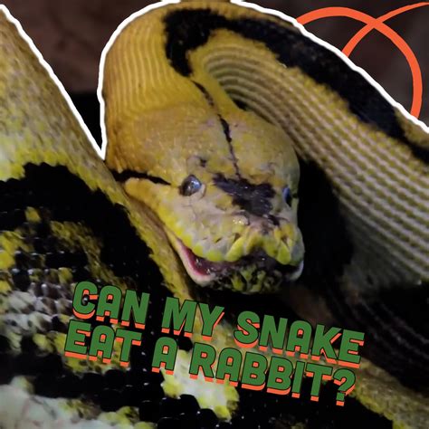 Afbeeldingsresultaten voor Python Eats Rabbit