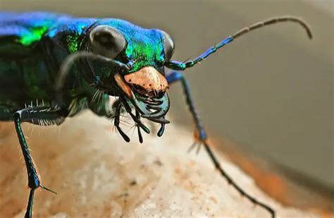 Image result for Python Tiger Beetle