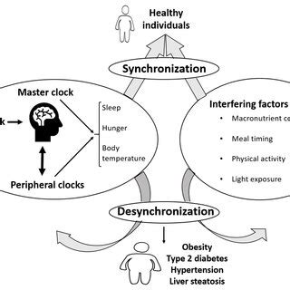 Human Circadian Rhythm Structure に対する画像結果