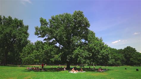 Image result for Sitting in the Shade of Tree