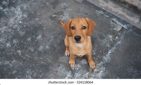 Image result for Mixed Labrador and Golden Retriever