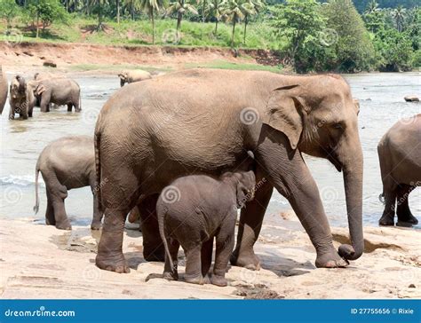 Mother Elephant and Baby に対する画像結果