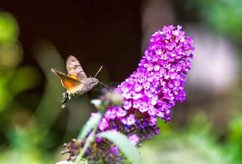 Image result for Large Hawk Moth