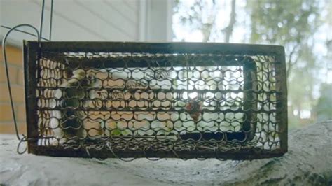 Mouse Running Around に対する画像結果