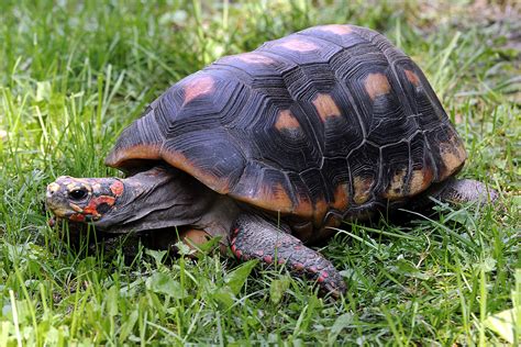 Afbeeldingsresultaten voor Red-footed Tortoise Shell Rot