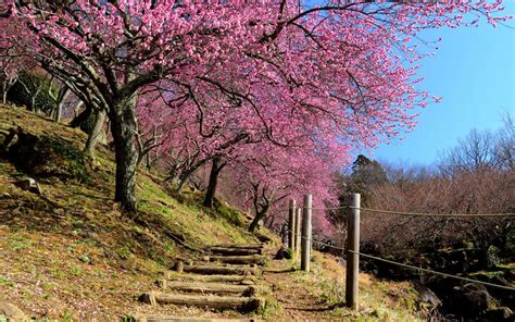 Afbeeldingsresultaten voor Japon Spring