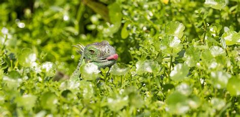 Image result for Do Pythons Eat Iguanas