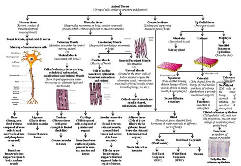 Animal Tissue and Cell Chart に対する画像結果