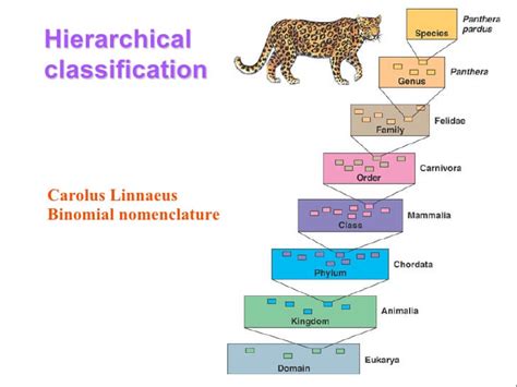 Image result for Hierarchical Classification System