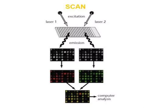 Image result for Microarray Technique
