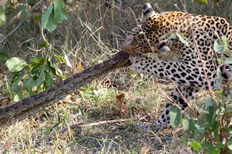 Python vs Leopard Fight に対する画像結果