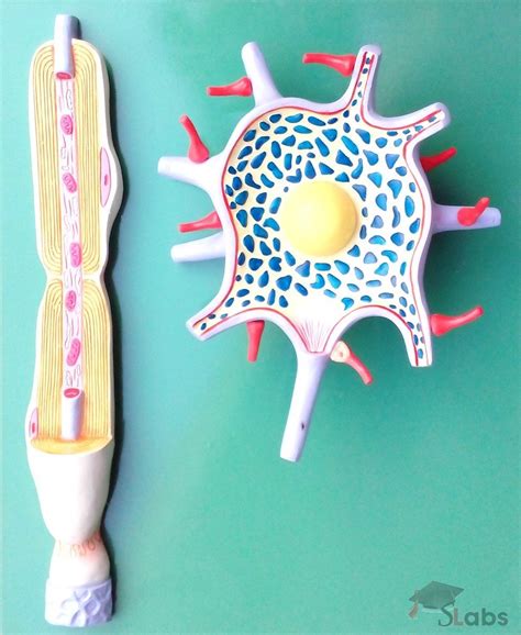 Image result for Biological Neuron Model