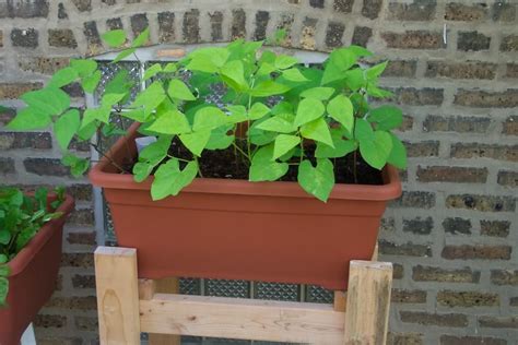 Planting Runner Beans に対する画像結果