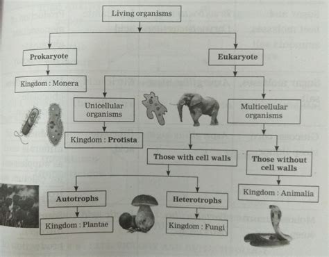 Toradh íomhá ar What Is a Classification Flow Chart