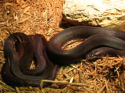 Toradh íomhá ar Columbus Zoo Python