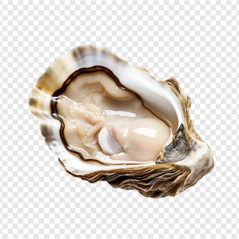 Image result for Shell Transparent