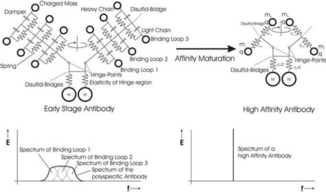 Image result for Affinity Maturation Type Switch