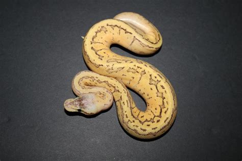 Image result for Pastel Fire Ball Python