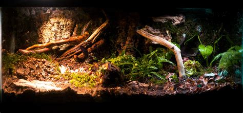 Bioactive ball python enclosure! : r/ballpython