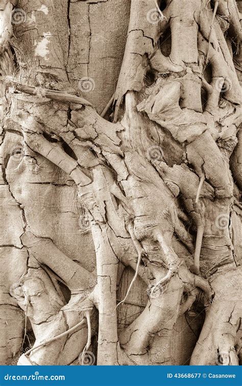 Tree Roots Texture に対する画像結果