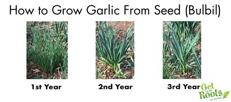Image result for Growing Garlic From Seed Heads