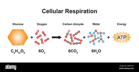 Image result for Ball and Stick Model for Cellular Respiration