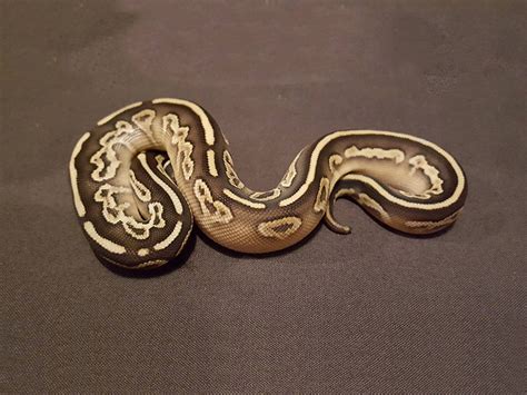 Résultat d’images pour Lesser Specter Ball Python