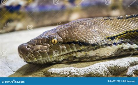 Image result for Reticulated Python Face