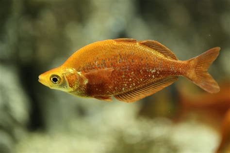 Image result for Colorful Rainbow Fish