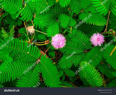 Image result for Mimosa Pudica Royalty Free Images