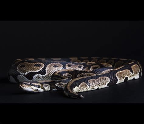Image result for Cute Royal Python