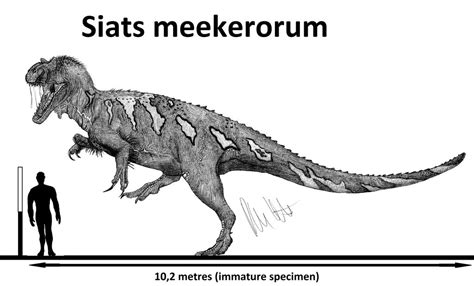 Image result for Siats