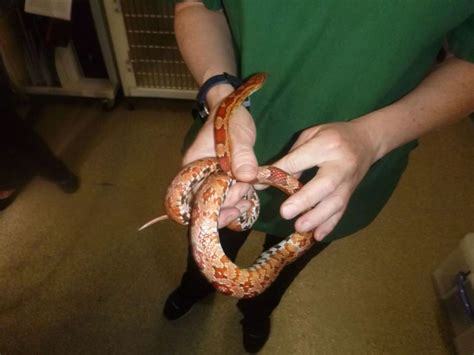 Afbeeldingsresultaten voor Royal Python Birmingham