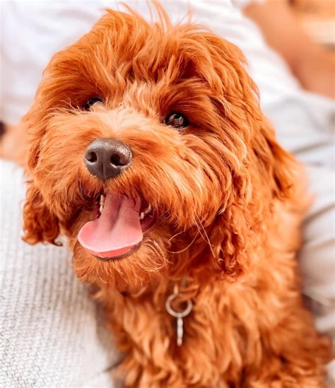 Image result for Full-Grown Cavapoo Dogs Red
