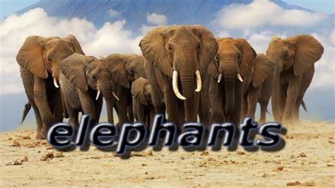 Elephants in the Present に対する画像結果