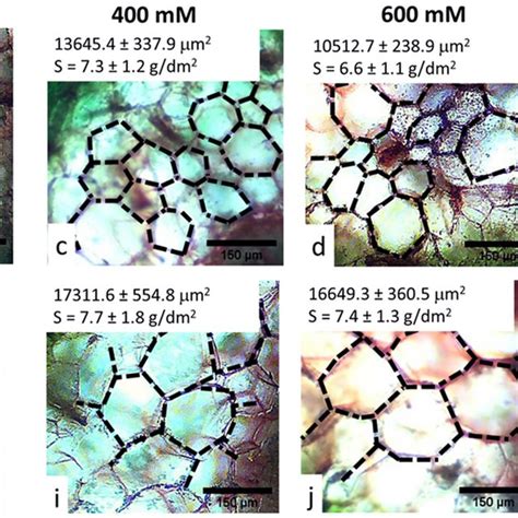 Toradh íomhá ar Stem Cortex