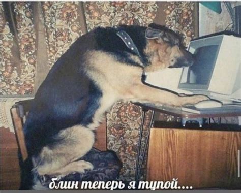 Image result for Python Programmer Profile Pic