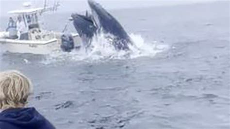 Image result for Canoe Swallowed by Whale