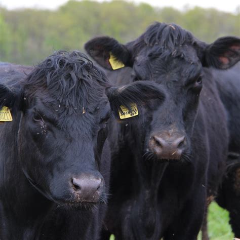 Résultat d’images pour Free Uncle Angus App