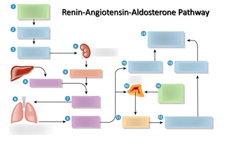 Image result for Aldosterone Dehydration