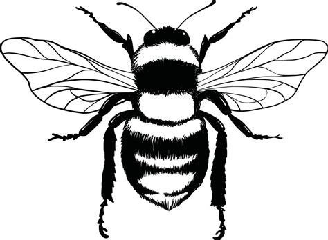Image result for Basic Bumble Bee Drawing